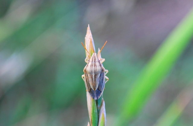 Pentatomidae: Aelia acuminata dell''Emilia